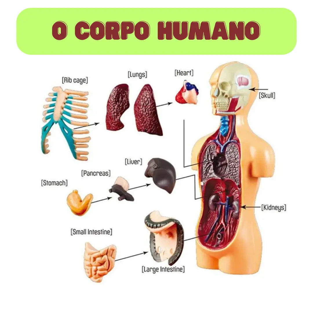 Corpo Humano 3D Montessori aprendizado dinâmico